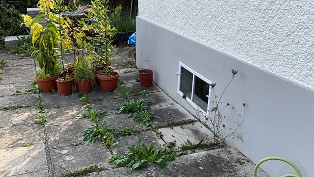 Außenwand mit Kellerfenster und gepflasterter Terrasse mit Topfpflanzen