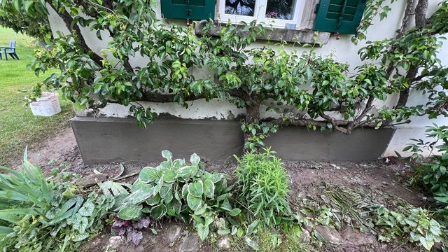Frisch verputzter Sockelbereich an Hausfassade im Garten, Pflanzen im Vordergrund