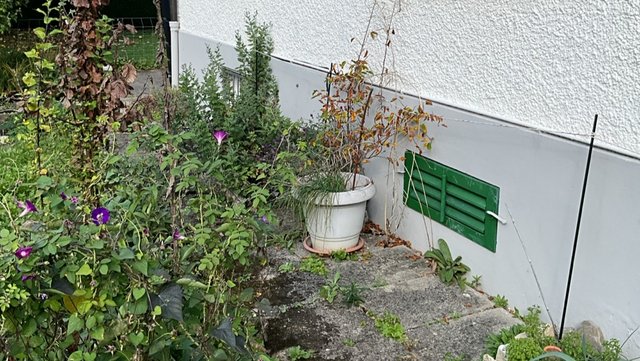 Grünes Lüftungsgitter an Hauswand neben Beet und Pflanztopf