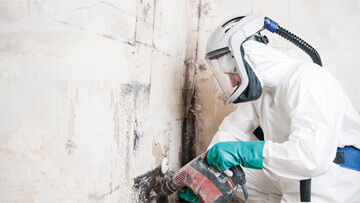 Schimmelpilzbeseitigung