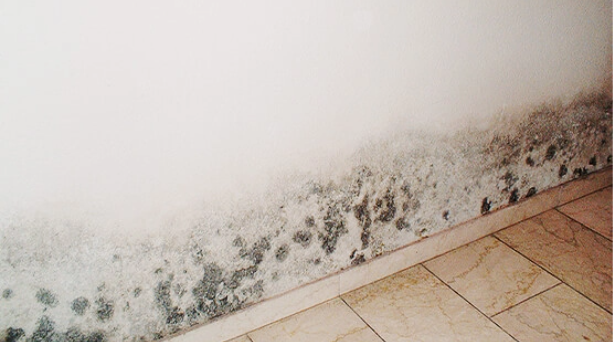 Chlorgeruch Nach Schimmelentfernung Schadlich